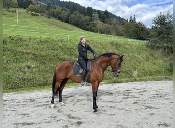 Other Warmbloods, Gelding, 3 years, 16,2 hh, Brown