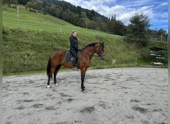 Other Warmbloods, Gelding, 3 years, 16,2 hh, Brown