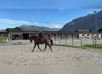 Other Warmbloods, Gelding, 3 years, 16,2 hh, Brown