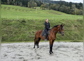 Other Warmbloods, Gelding, 3 years, 16,2 hh, Brown