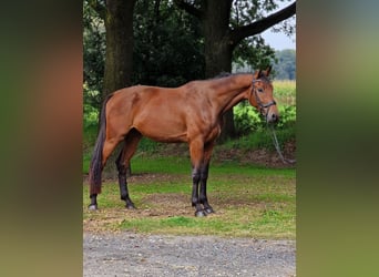 Other Warmbloods, Gelding, 3 years, 17 hh