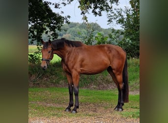 Other Warmbloods, Gelding, 3 years, 17 hh