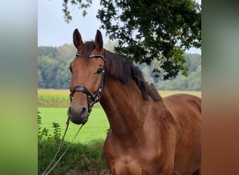 Other Warmbloods, Gelding, 3 years, 17 hh