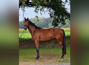 Other Warmbloods, Gelding, 3 years, 17 hh