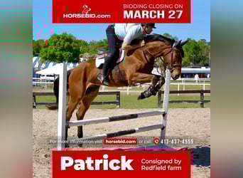 Other Warmbloods, Gelding, 3 years, Bay