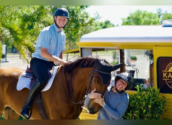 Other Warmbloods, Gelding, 3 years, Bay
