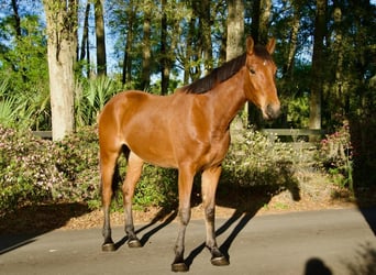 Other Warmbloods, Gelding, 3 years, Bay