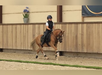 Other Warmbloods, Gelding, 4 years, 11.1 hh, Chestnut-Red