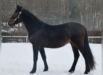 Other Warmbloods, Gelding, 4 years, 14.2 hh, Bay-Dark