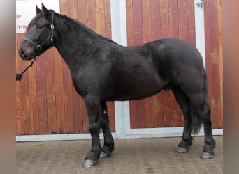 Other Warmbloods, Gelding, 4 years, 14.3 hh, Black