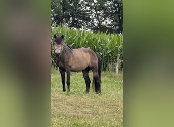 Other Warmbloods Mix, Gelding, 4 years, 14 hh, Buckskin