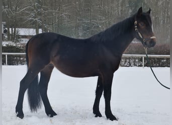 Other Warmbloods, Gelding, 4 years, 14,2 hh, Bay-Dark