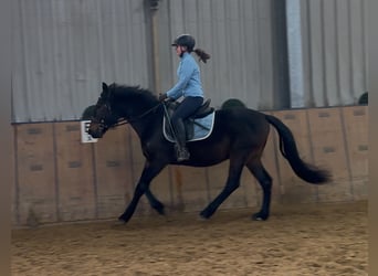 Other Warmbloods, Gelding, 4 years, 14,2 hh, Bay-Dark