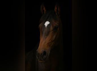 Other Warmbloods, Gelding, 4 years, 14,2 hh, Brown