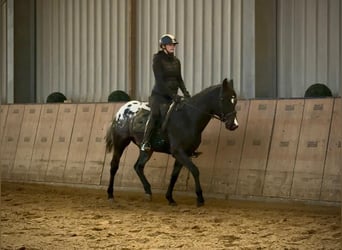 Other Warmbloods, Gelding, 4 years, 14,2 hh, Leopard-Piebald