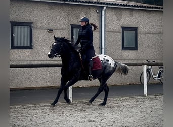 Other Warmbloods, Gelding, 4 years, 14,2 hh, Leopard-Piebald