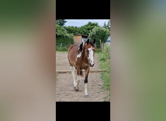 Other Warmbloods Mix, Gelding, 4 years, 14,2 hh, Pinto
