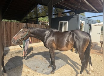 Other Warmbloods Mix, Gelding, 4 years, 15.1 hh, Bay-Dark