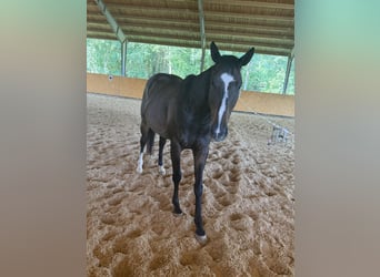 Other Warmbloods Mix, Gelding, 4 years, 15.1 hh, Bay-Dark