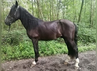 Other Warmbloods, Gelding, 4 years, 15.1 hh, Black