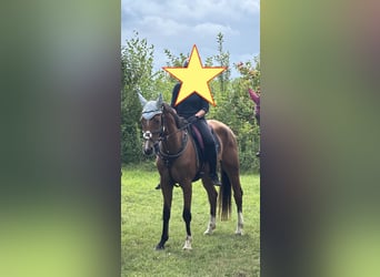 Weitere Warmblüter, Wallach, 4 Jahre, 15,2 hh, Brauner