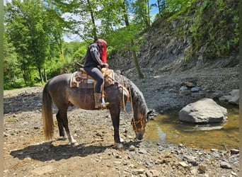 Other Warmbloods, Gelding, 4 years, 15.2 hh, Grey-Dapple