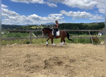 Other Warmbloods Mix, Gelding, 4 years, 15,1 hh, Brown