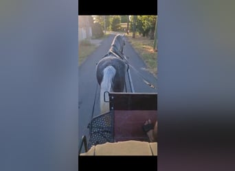 Other Warmbloods, Gelding, 4 years, 15,1 hh, Gray