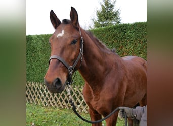 Other Warmbloods, Gelding, 4 years, 15,1 hh