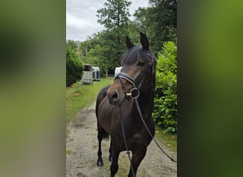 Other Warmbloods, Gelding, 4 years, 15,2 hh, Bay-Dark