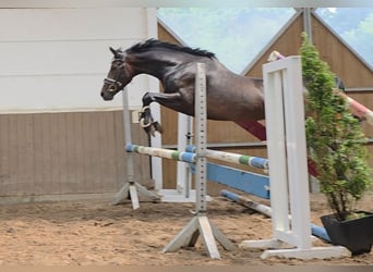 Other Warmbloods, Gelding, 4 years, 15,2 hh, Bay-Dark