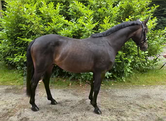 Other Warmbloods, Gelding, 4 years, 15,2 hh, Bay-Dark