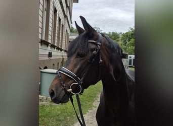 Other Warmbloods, Gelding, 4 years, 15,2 hh, Bay-Dark