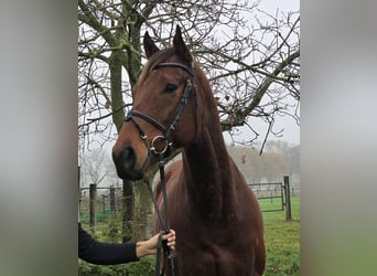 Other Warmbloods, Gelding, 4 years, 15,3 hh, Bay-Dark