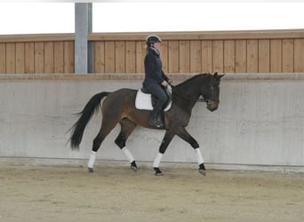 Other Warmbloods, Gelding, 4 years, 16.1 hh, Brown