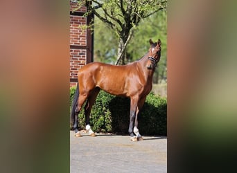 Other Warmbloods, Gelding, 4 years, 16.1 hh, Brown