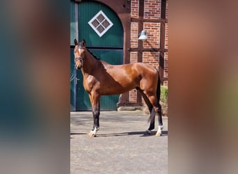 Other Warmbloods, Gelding, 4 years, 16.1 hh, Brown