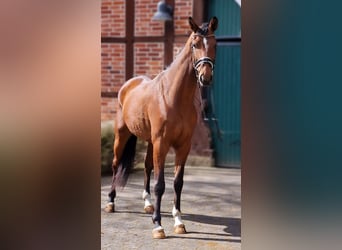Other Warmbloods, Gelding, 4 years, 16.1 hh, Brown
