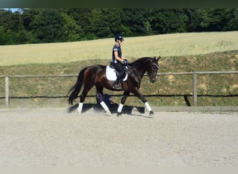 Other Warmbloods, Gelding, 4 years, 16.1 hh, Smoky-Black
