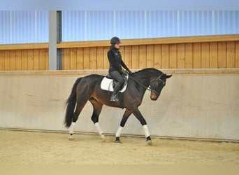 Other Warmbloods, Gelding, 4 years, 16.2 hh, Smoky-Black