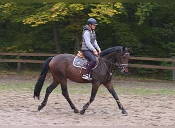 Other Warmbloods, Gelding, 4 years, 16 hh, Bay-Dark