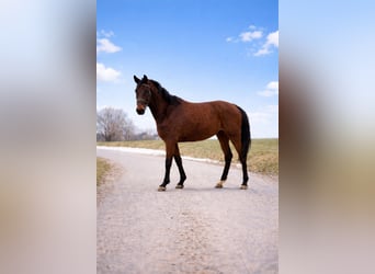 Other Warmbloods, Gelding, 4 years, 16 hh, Bay-Dark