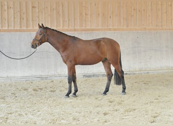 Other Warmbloods, Gelding, 4 years, 16 hh, Brown