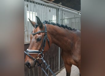 Other Warmbloods, Gelding, 4 years, 16 hh, Brown