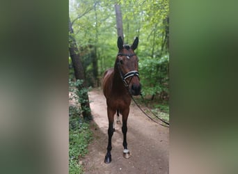 Other Warmbloods, Gelding, 4 years, 16 hh, Brown