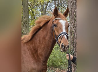 Other Warmbloods, Gelding, 4 years, 16 hh, Chestnut-Red