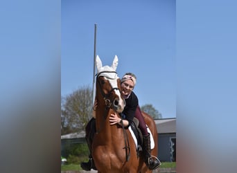 Other Warmbloods, Gelding, 4 years, 16 hh, Chestnut-Red
