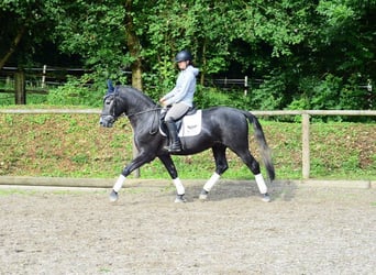 Other Warmbloods, Gelding, 4 years, 16 hh, Gray-Blue-Tan