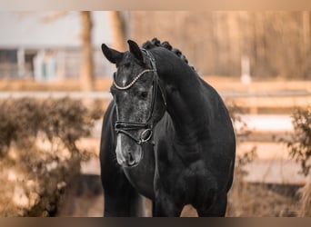 Other Warmbloods, Gelding, 4 years, 16 hh, Gray-Dark-Tan