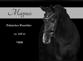 Other Warmbloods, Gelding, 4 years, 16 hh, Gray-Dark-Tan